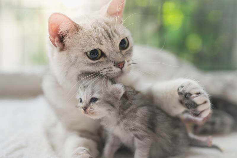 Coronavirus in cats: treatment, symptoms, danger to humans