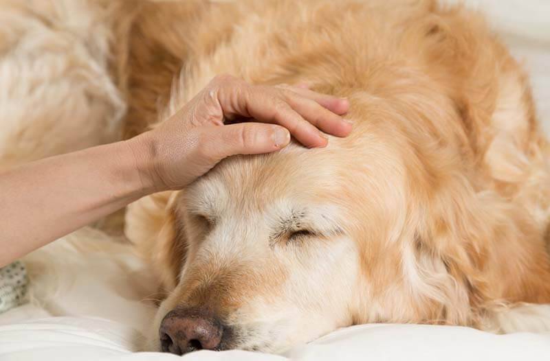 Coronavirus in dogs: symptoms and treatment