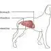 Epilepsy in a dog &#8211; all about seizures, causes and treatment