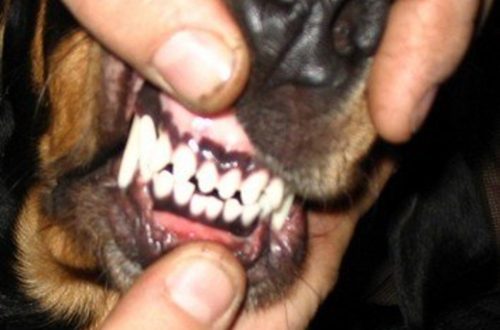 Correct and incorrect bite in dogs