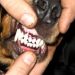 Zadah iz zadaha psa: uzroci i kako ga se riješiti?
