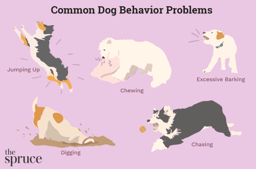 Correcting the behavior of an adult dog