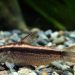 Corydoras Knight