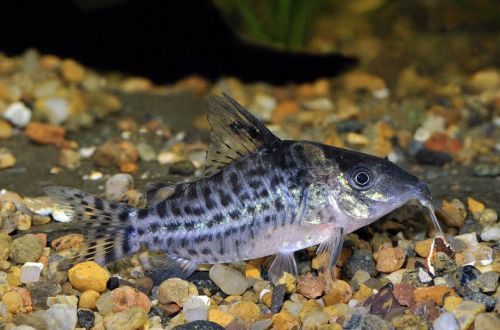 Corydoras Lamberti