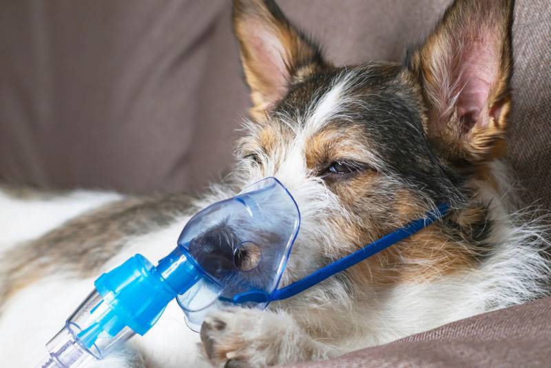 Cough in a dog - causes and how to treat