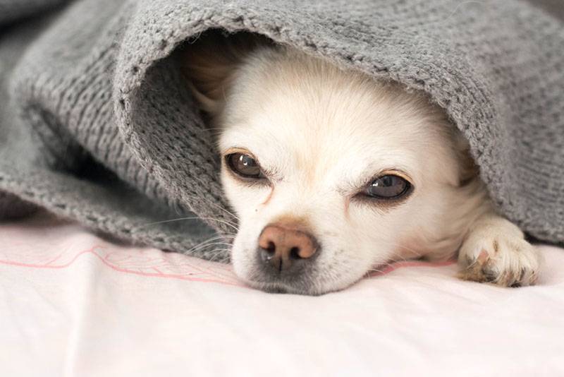 Cough in a dog - causes and how to treat