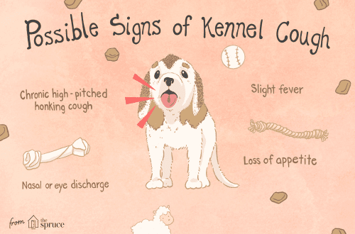 Cough in a dog &#8211; causes and how to treat