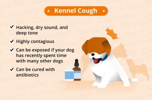 Cough in dogs: what happens, causes, treatment