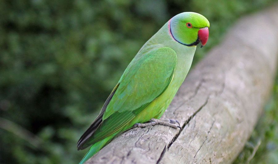 Cramers necklace parrot