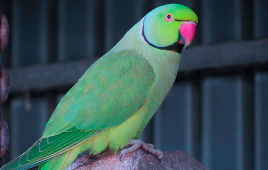 Cramers necklace parrot
