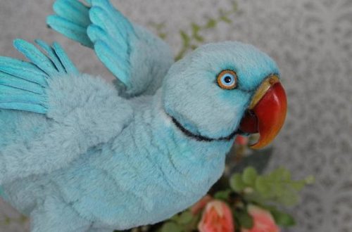 Cramer’s necklace parrot