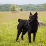 Croatian Sheepdog