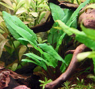 Cryptocoryne Wendt