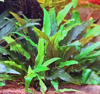 Cryptocoryne Wendt