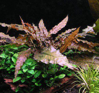 Cryptocoryne Wendt