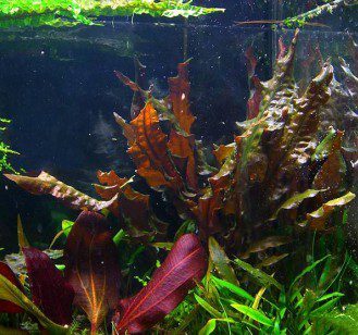 Cryptocoryne Wendt