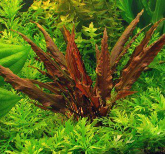 Cryptocoryne Wendt