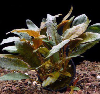 Cryptocoryne Wendt