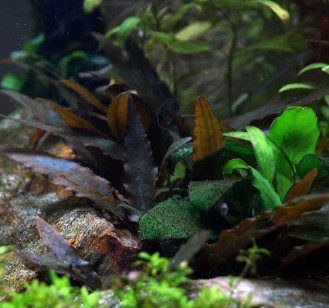 Cryptocoryne Wendt