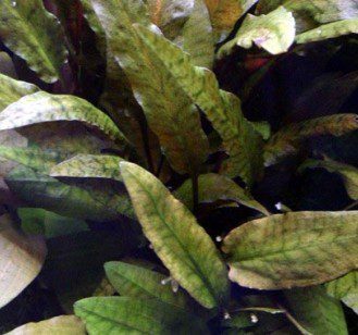 Cryptocoryne Wendt