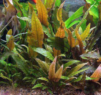 Cryptocoryne Wendt