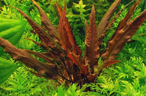 Cryptocoryne Wendt