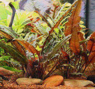 Cryptocoryne Wendt