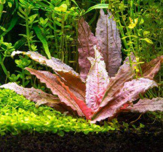 Cryptocoryne Wendt