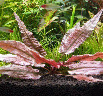 Cryptocoryne Wendt