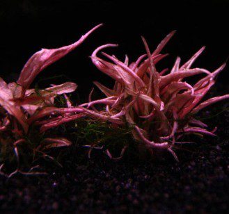 Cryptocoryne Wendt