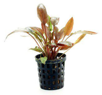 Cryptocoryne Wendt