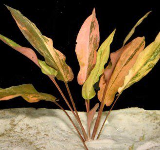 Cryptocoryne Wendt