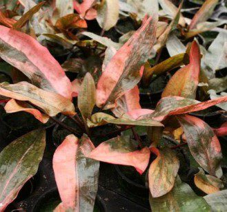 Cryptocoryne Wendt