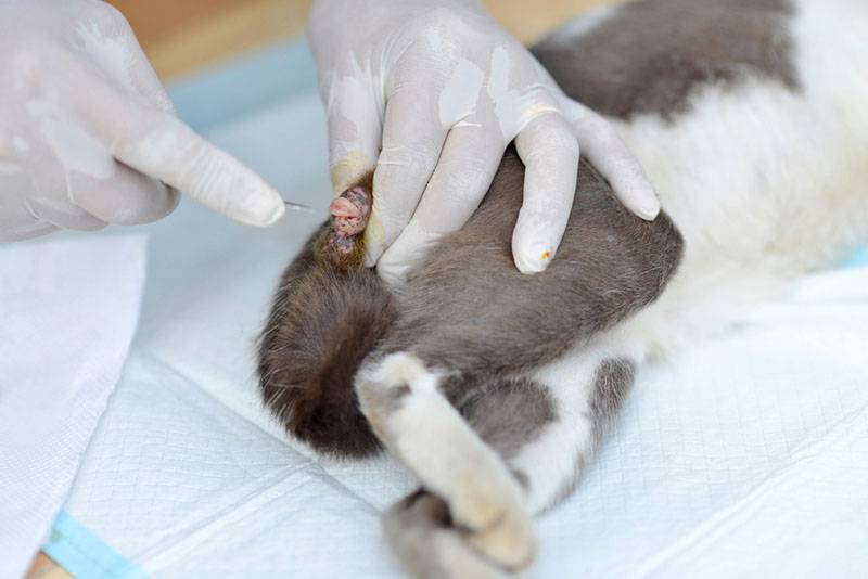 cryptorchidism in cats