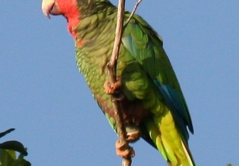 Amazon cubana