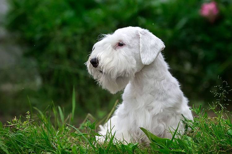 Sealyham Terrier in the grass