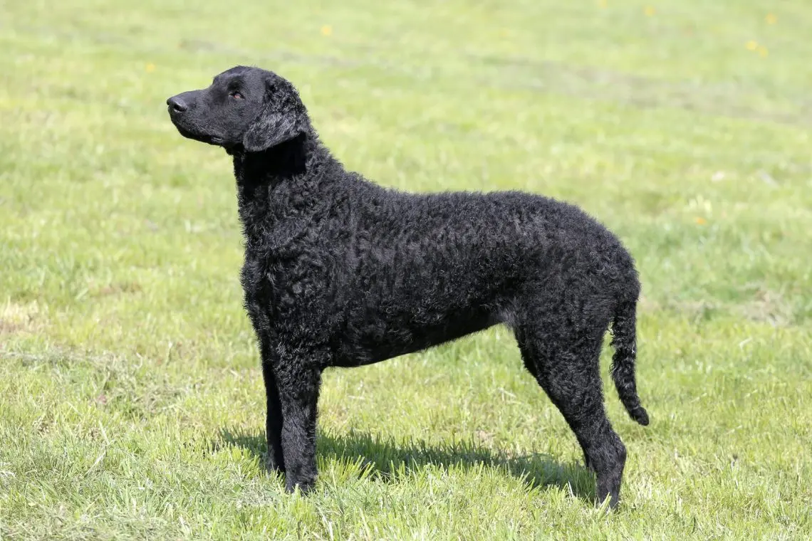 Curly Coated Retriever