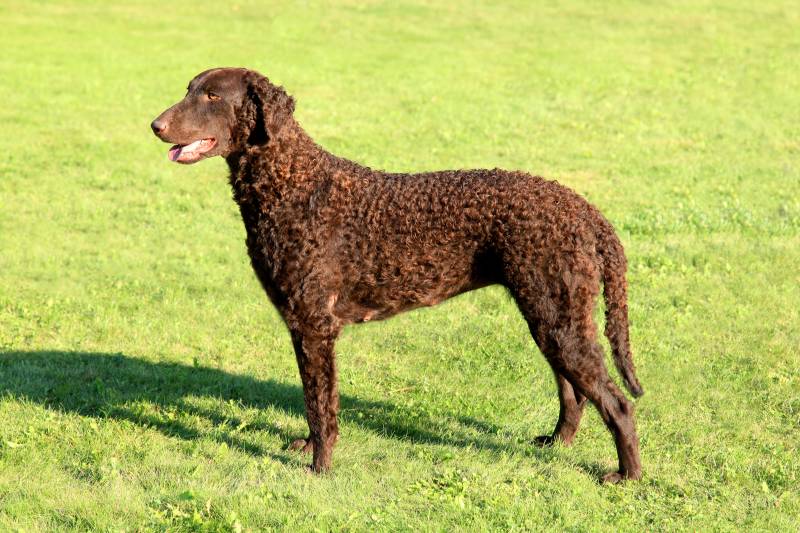 Brown Curly Coated Retriever