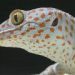 Skink gecko