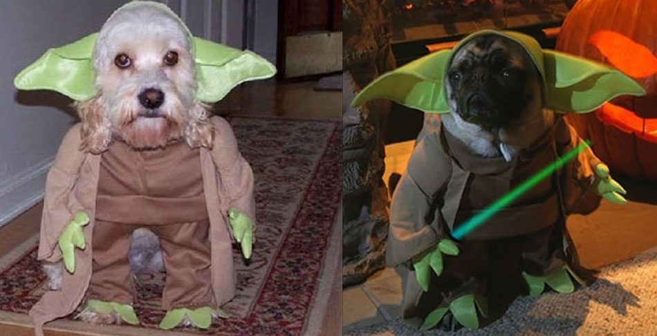 Cute (and not so) Halloween animal costumes