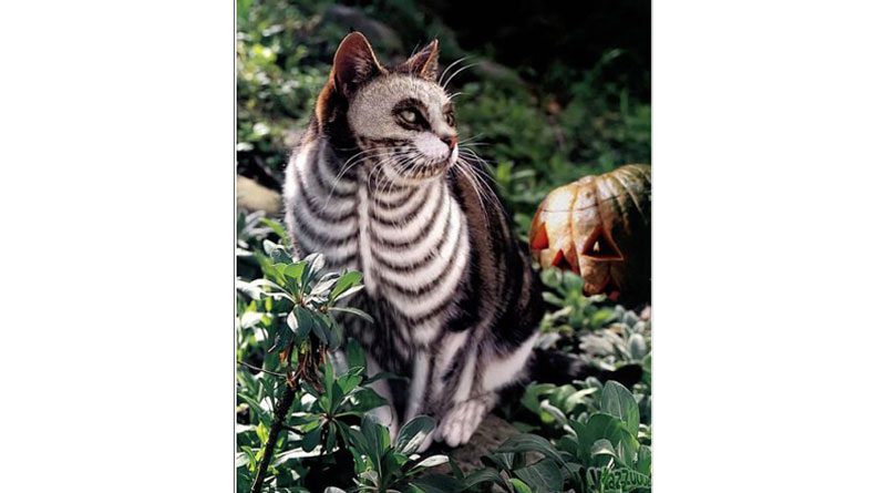 Cute (and not so) Halloween animal costumes