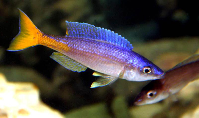 Cyprichromis leptosoma