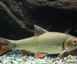 Cyprinid Fish (Cyprinidae)