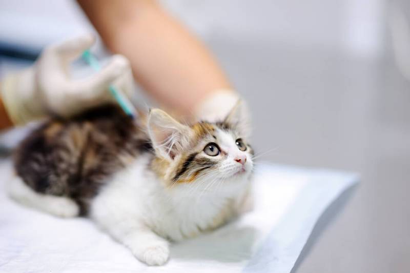 cystitis in cats