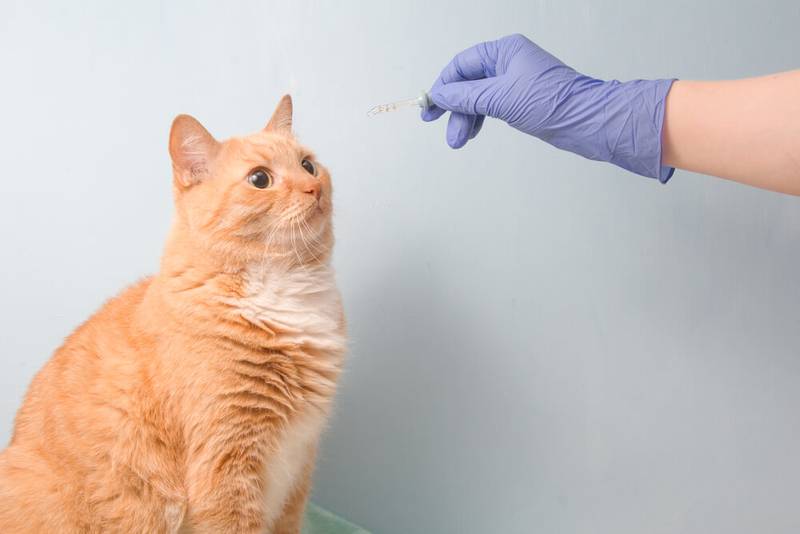 cystitis in cats