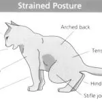 cystitis in cats