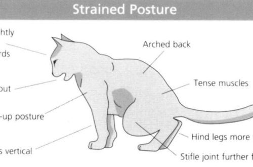 cystitis in cats