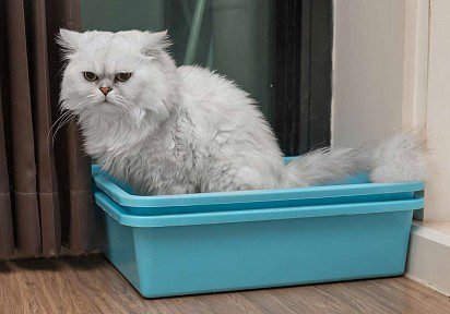 Cystitis in cats: why it occurs, how it manifests itself and how to treat