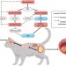 Feline toxoplasmosis: symptoms, treatment, prevention