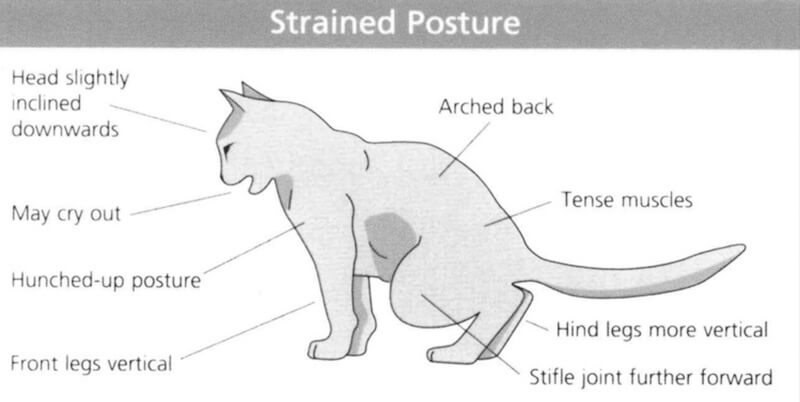 cystitis in cats